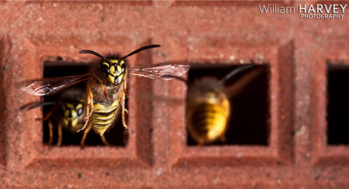 Wasp in flight by William Harvey