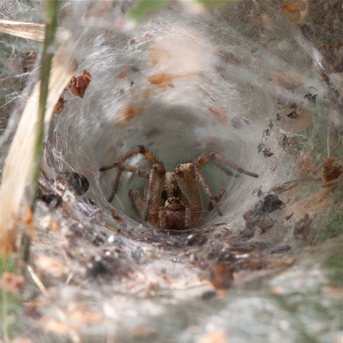 Labyrinth spider © Kevin Loader