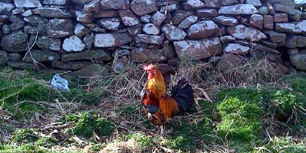 A photo of the rooster that kept interrupting his two-way