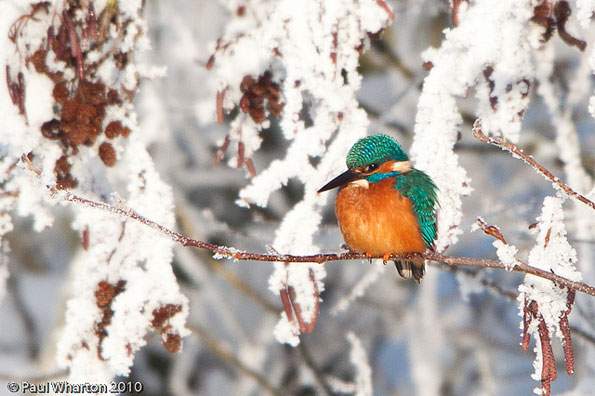 Kingfisher by Paul Wharton