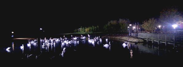 Swans lit up on a lake at Slimbridge