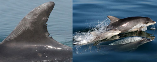 Thumbnail image for Pair 7