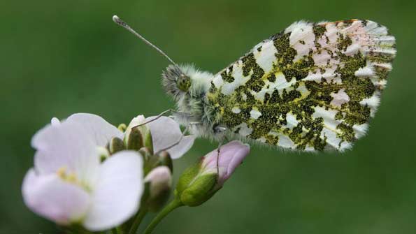 Orange tip butterfly