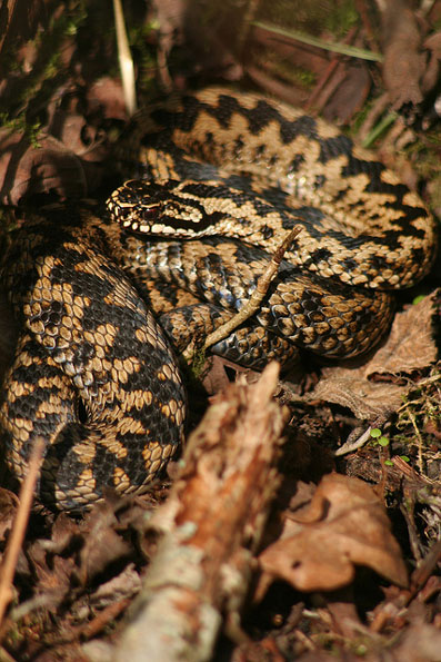 Adder by Mike McCarthy
