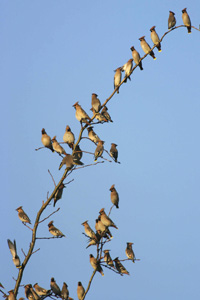 waxwing flock on tree