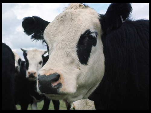 cow1.jpg