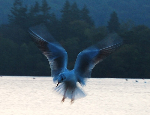 Hovering gull at dusk by Scott260