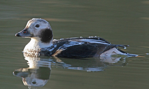 Long-tailed duck