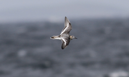 Grey Phalarope, Isles of Scilly, 13 September 2010, Joe Pender/BTO