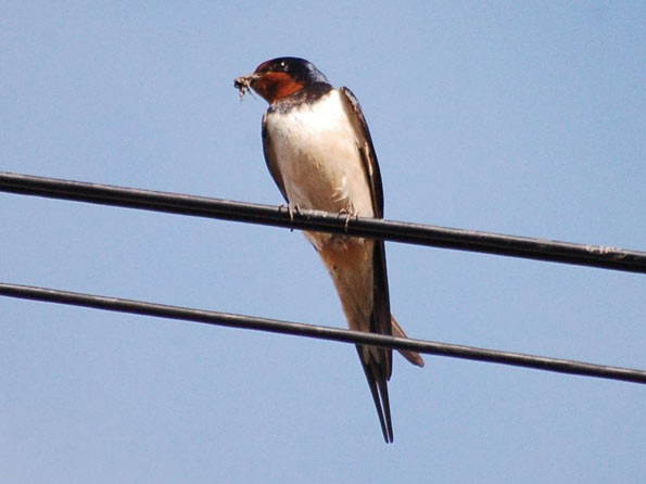 Swallow by Ryan Mottram