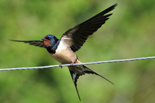 swallow by Alan Crofts
