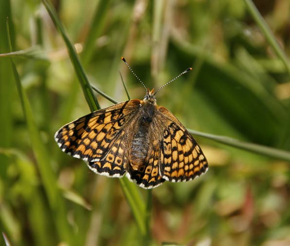 Glanville fritillary by Mary Woodford