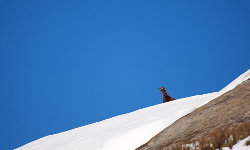 Grouse, copyright Mike Batty