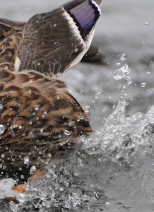 Quiz question 3 - bird splashing