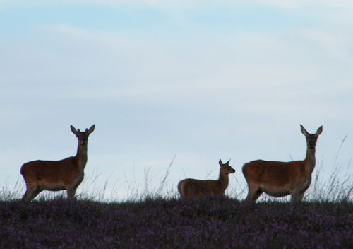 Deer and fawn, Peak District copyright Colin Dixon