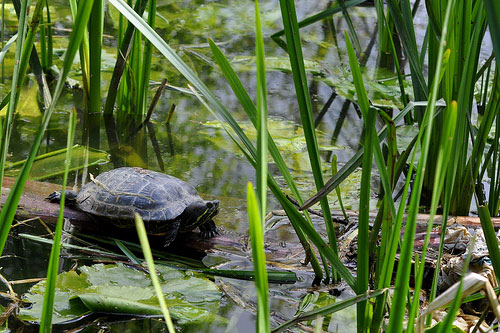 Terrapin © Edward Nurcombe