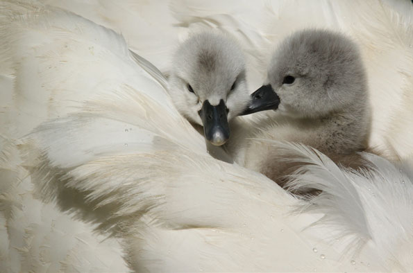 Cygnets by Jon Harris