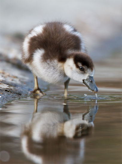 Egyptian gosling by Greg Morgan