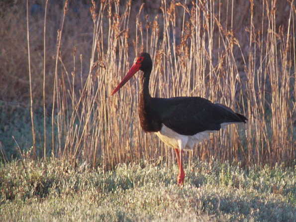 black stork copyright Neil Calbrade/BTO