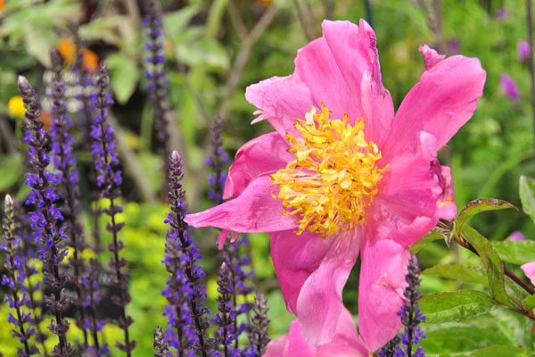 Arran Flower Festival