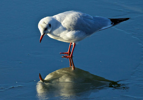 Gull by Jeff Cohen