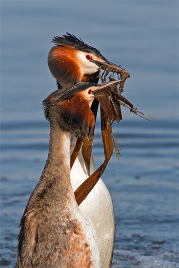 Great crested grebe mating display by Clare Drewell