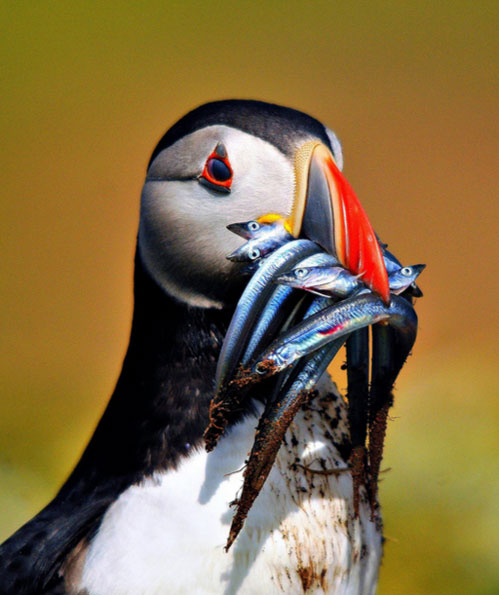 Puffin by Steve Waterhouse