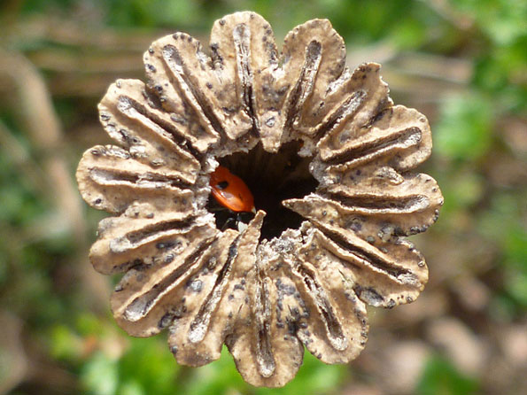 Ladybird in seedhead by Ronald Morgan