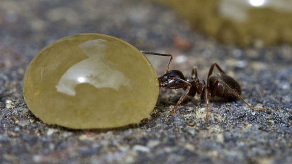 Ant drinking from liquid droplet by Martin Cook