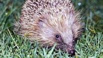 hedgehog in twilight
