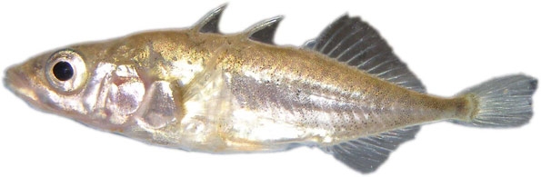 Stickleback by Dr. Mark Everard