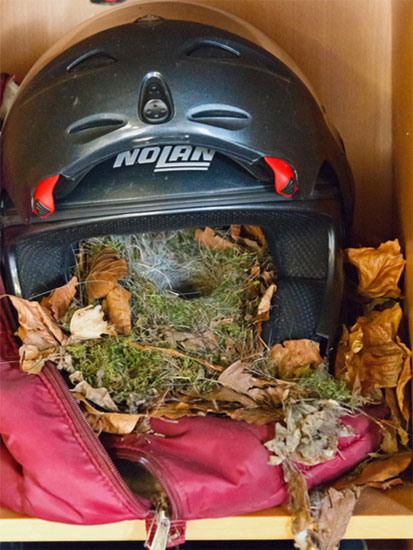 Nest in helmet by Mike Cooter