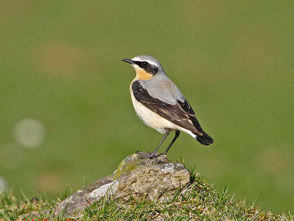 wheatear copyright Jim Bevan