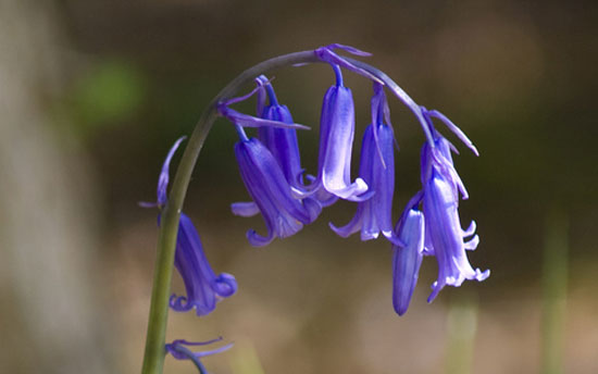 bluebell by Fabio Veronesi