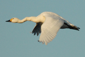 The Bewick's swan Crinkly