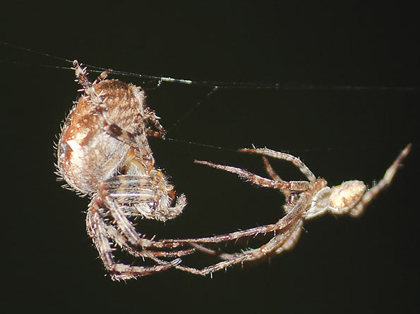 Spider courtship by Christine Hall