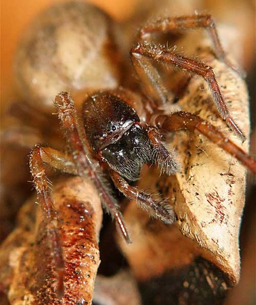 Wolf spider by Russell Bain