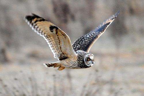 Short-eared owl