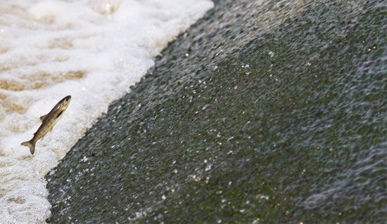 Airborne trout by Harry Hogg