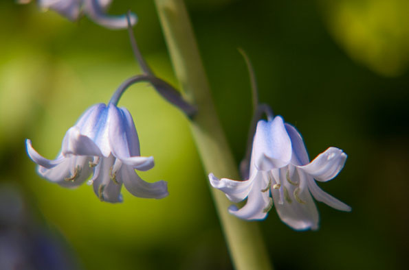 Bluebells by Shaun Simons