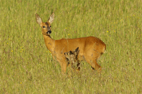 Deer and faun by Julian Sawyer