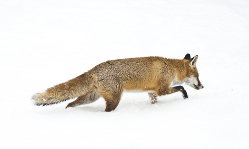 Fox in snow by Anthony Robson