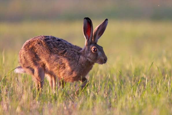 brown hare