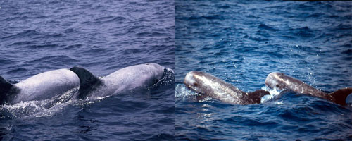 Thumbnail image for Pair 8