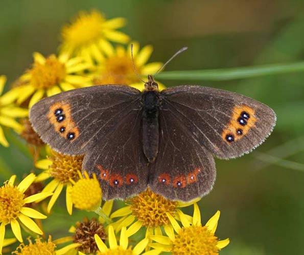 Scotch argus by Helen M Bushe