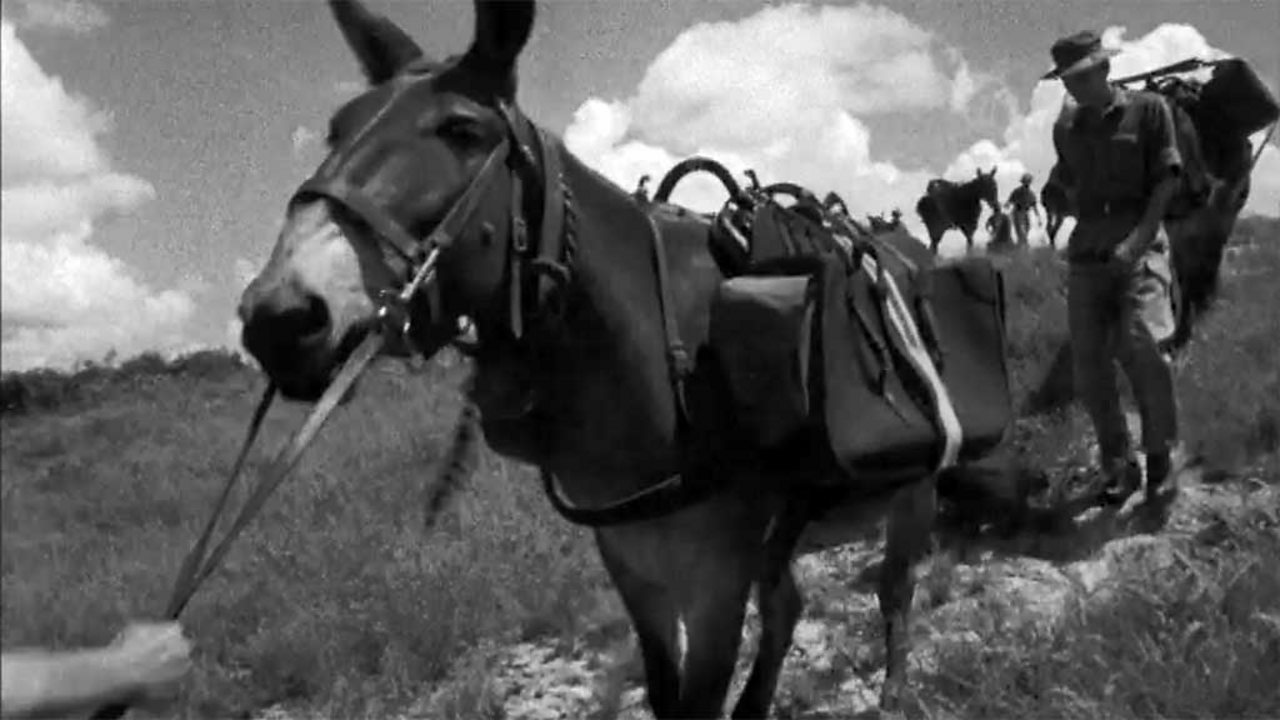 Last Army mule pack, 1966