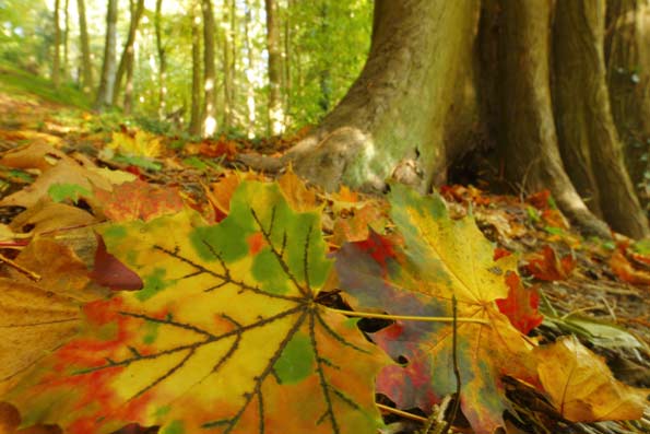 fallen leaves in woodland
