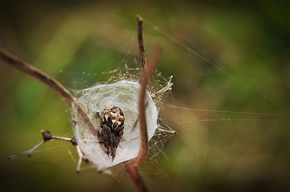 spider inside its web by Robert