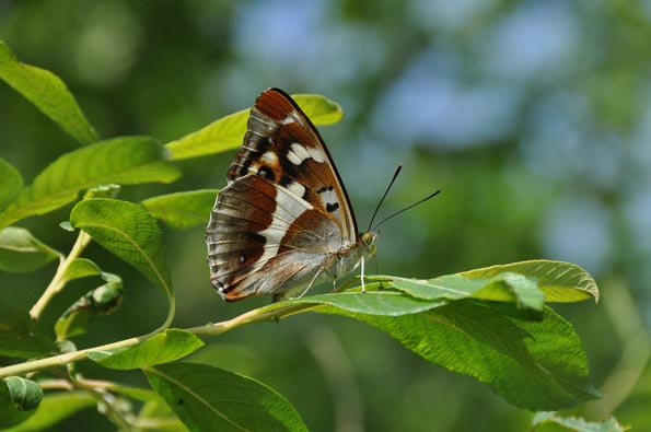 female purple emperor by Tim Melling