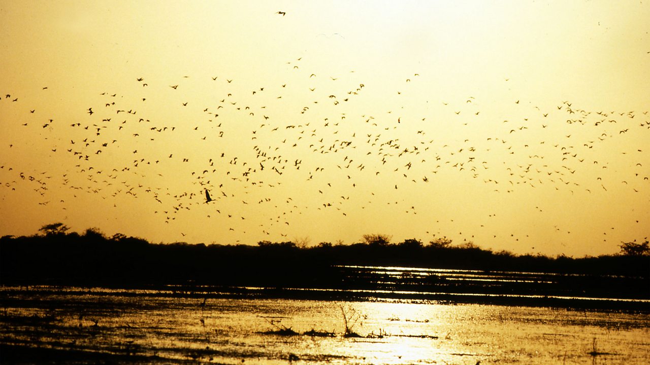 The Living Planet: Soundtrack